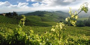 Wine Tour Mezza Giornata