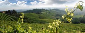 Half Day Chianti Wine Tour